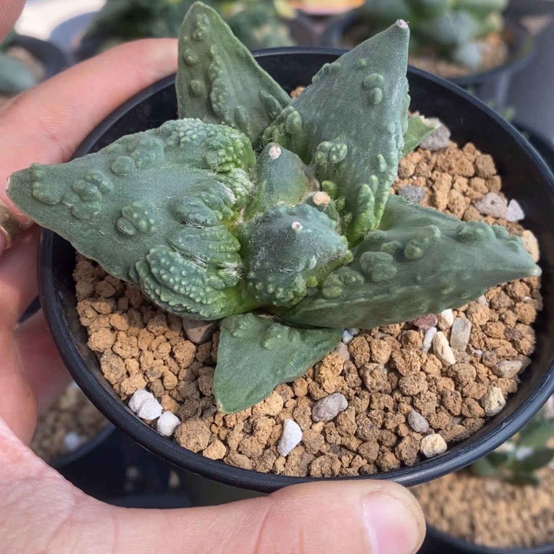 实生大尤背怒牡丹