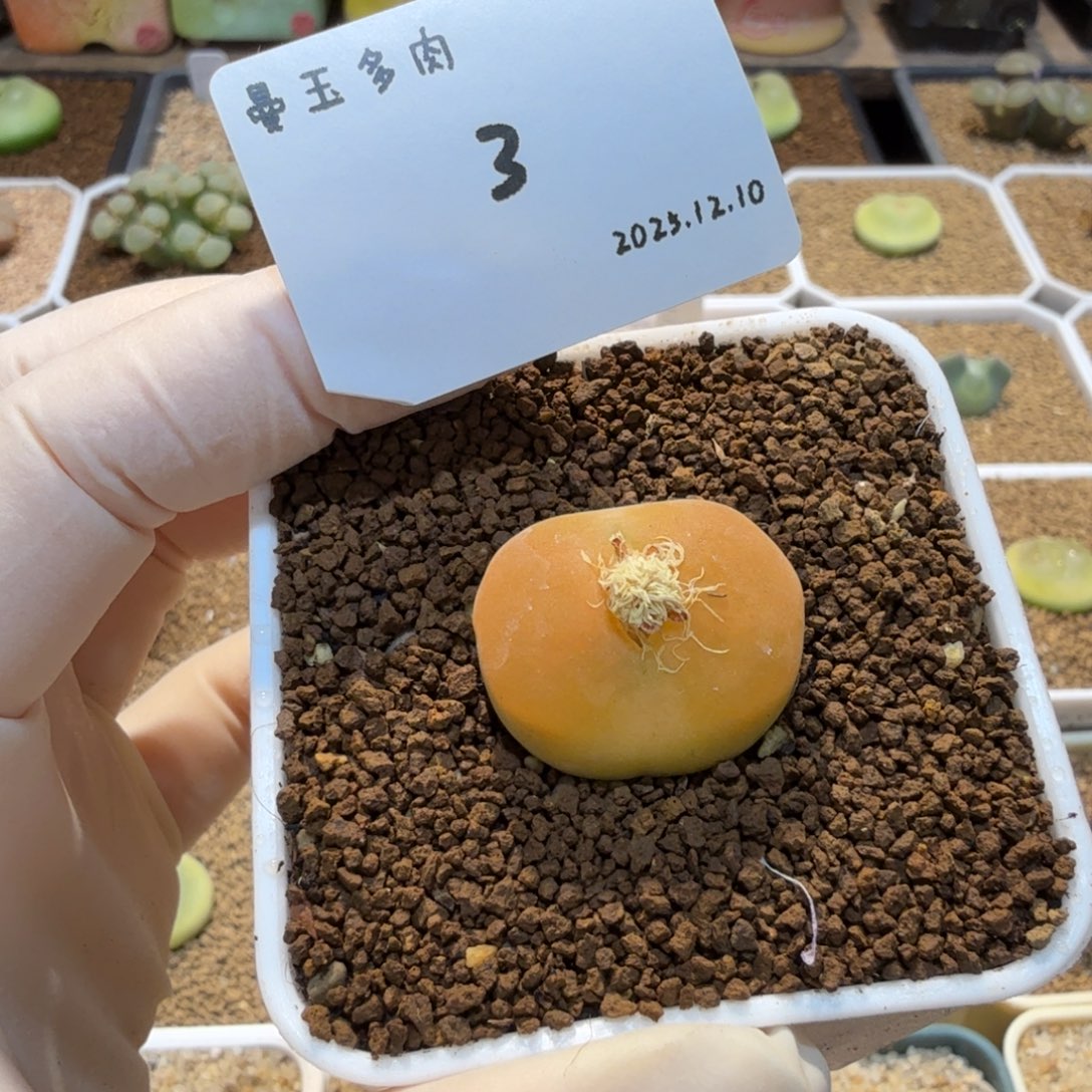 多肉多肉多肉12.10-003蟠桃1801.1
