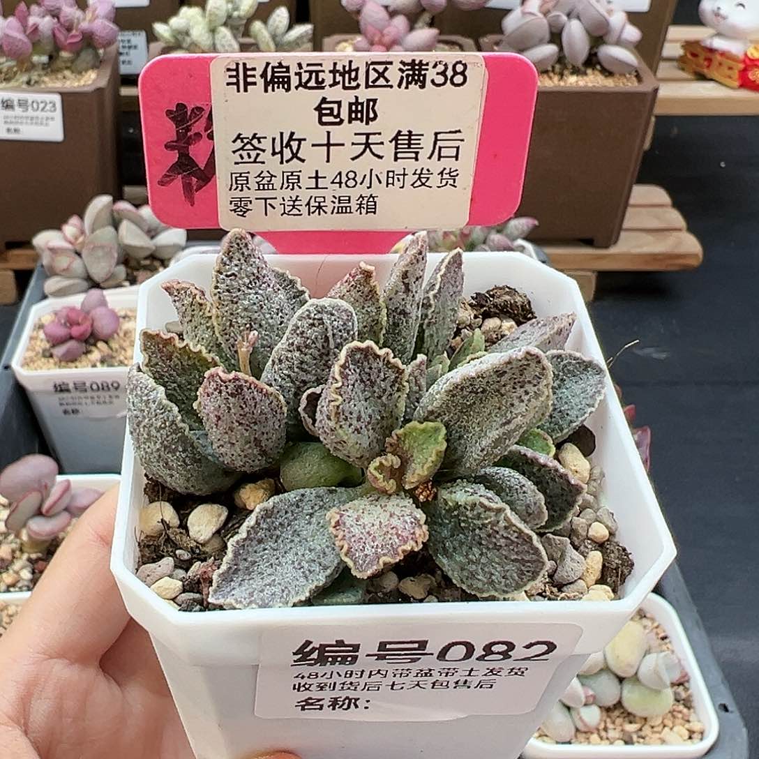 082草莓多肉植物