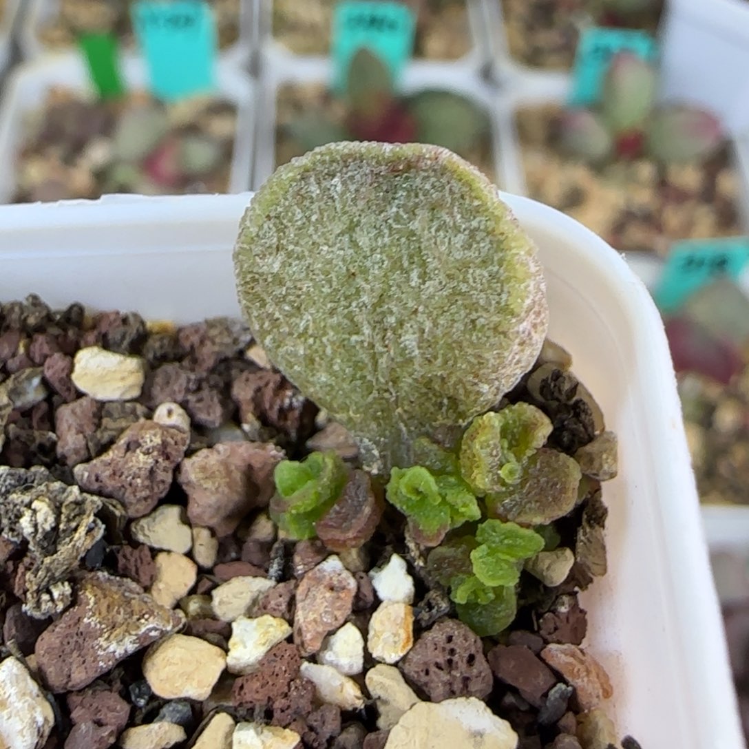 北***手缀化一个发发发发