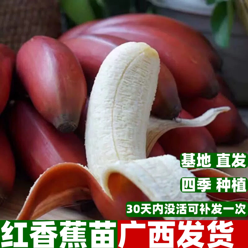 顺包邮红香蕉树苗红美人香蕉苗矮化红香蕉苗树苗南方盆栽地栽    