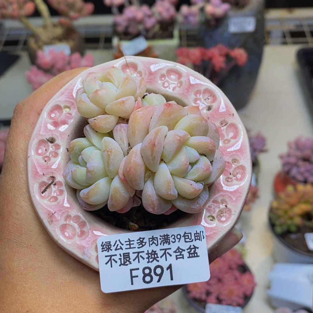 891珍妮冰玉多肉不包整