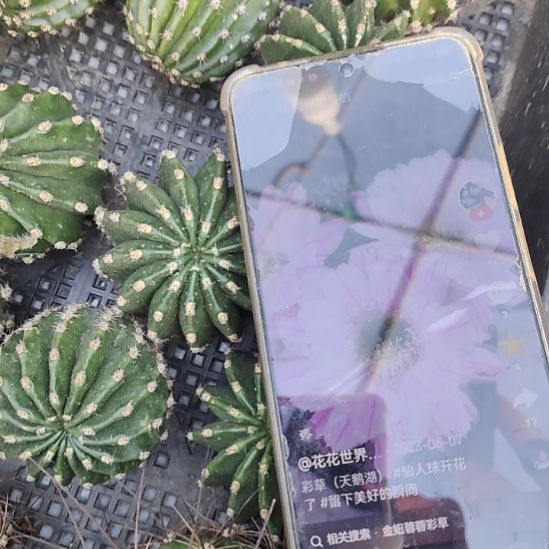 仙人球彩草天鹅湖侧芽