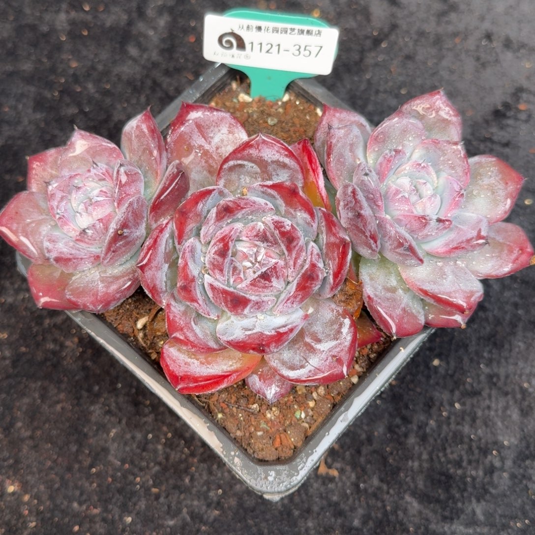 从前慢多肉精选编号1121.357