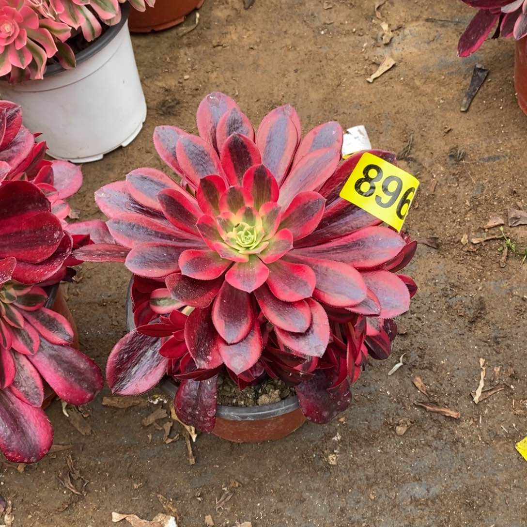 美杜莎多肉法师嫩庄896