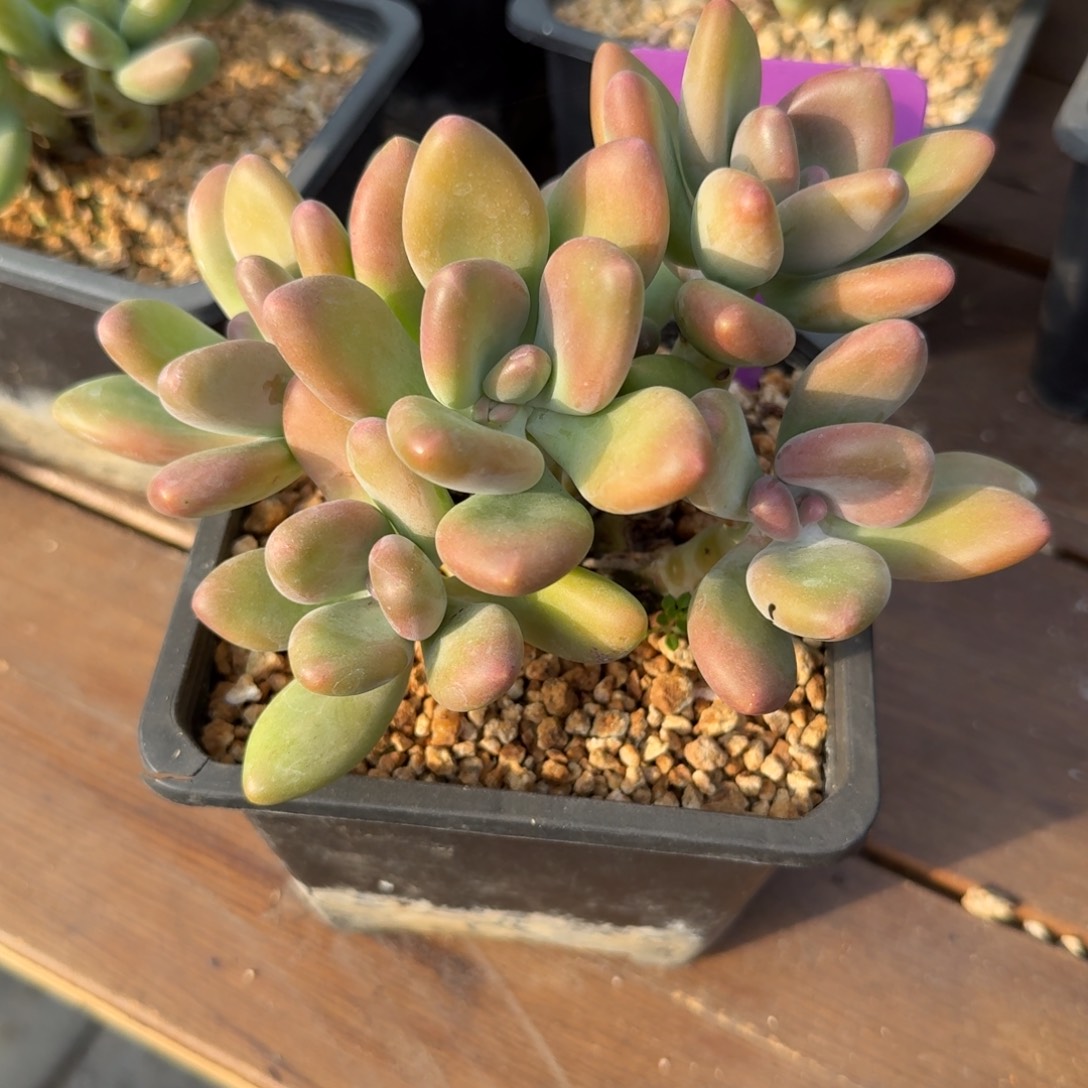 芒果奶11111111111111111111