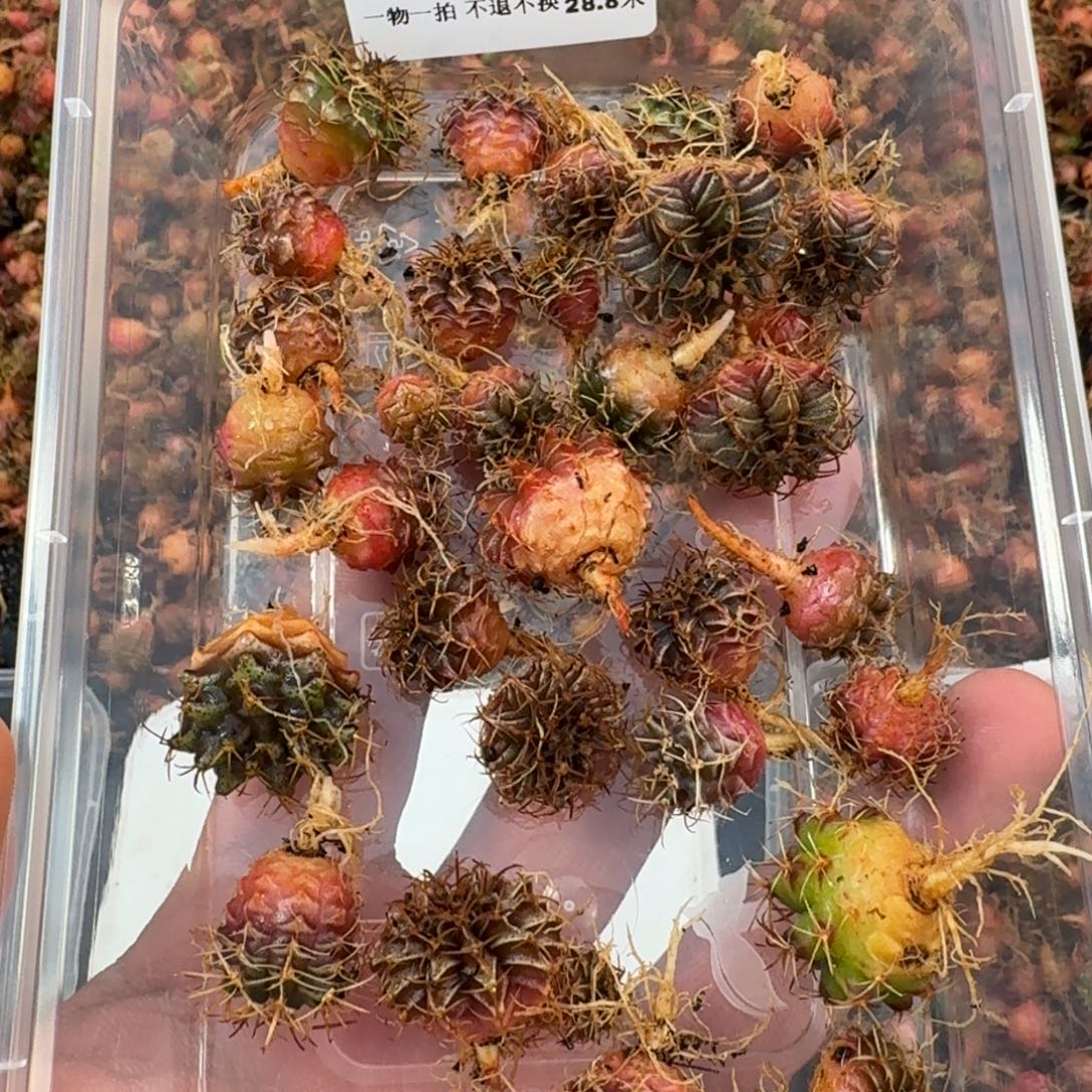 k***k米哈实生自然锦练手球43