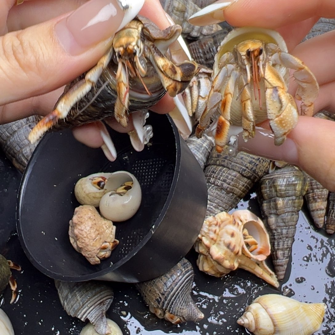 马紫残联组合一深一浅