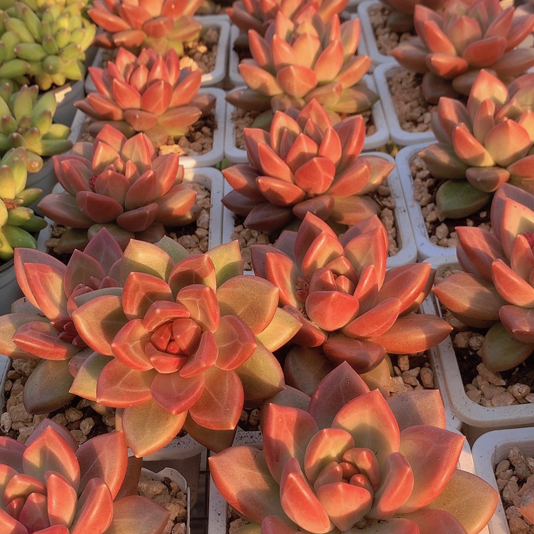 迷雾泡泡3456788990000