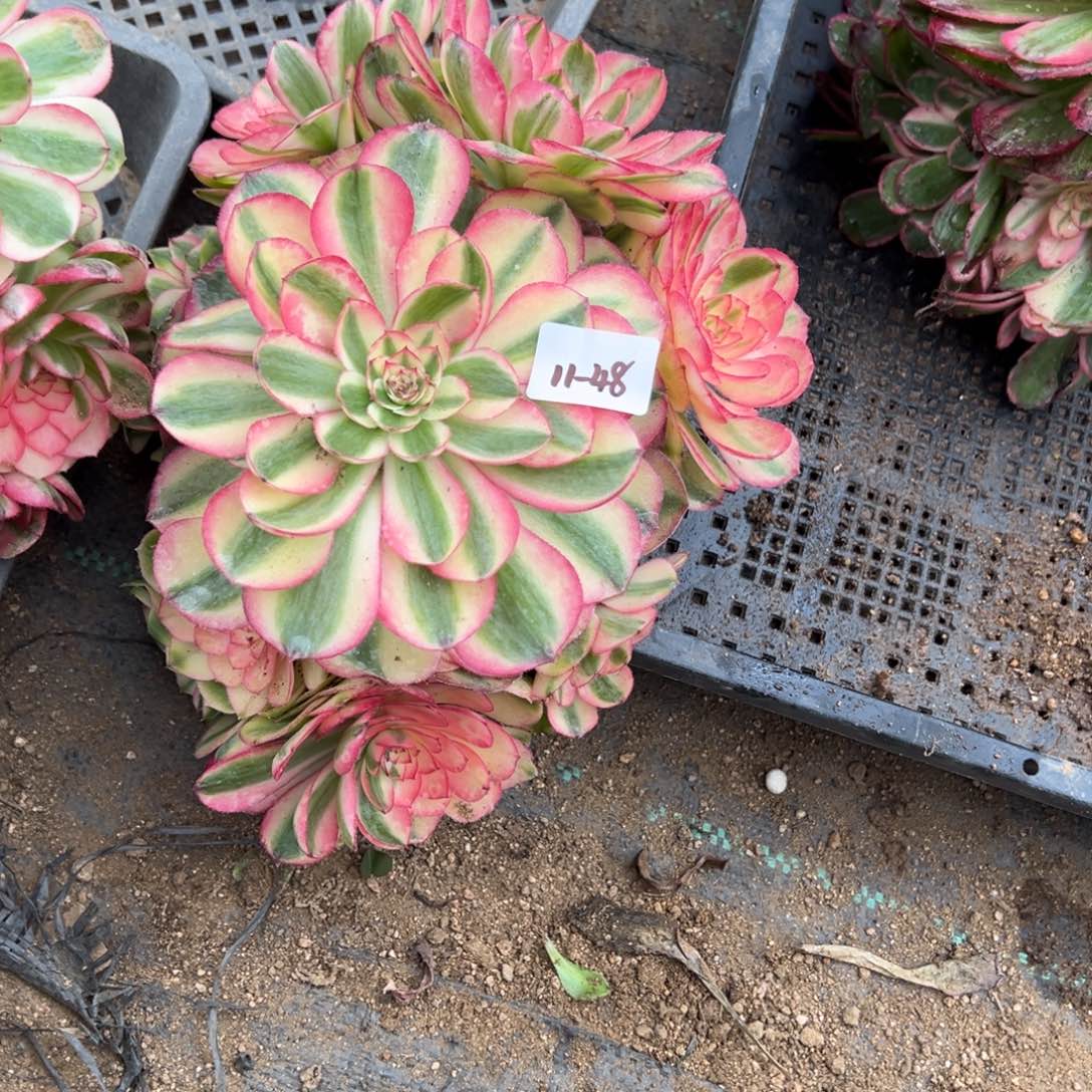 48荔枝多肉多肉多肉多肉多肉