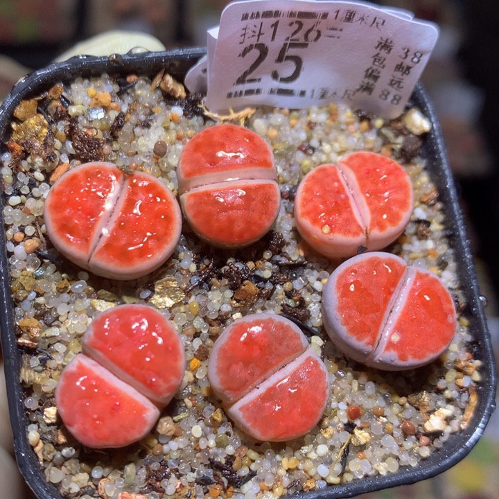 今天播完放假啦126.25朱唇