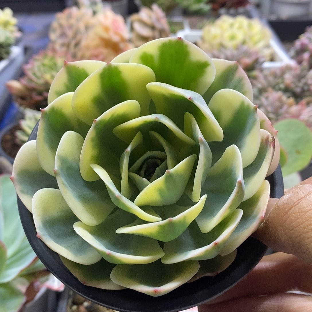 0625玉蝶锦多肉植物