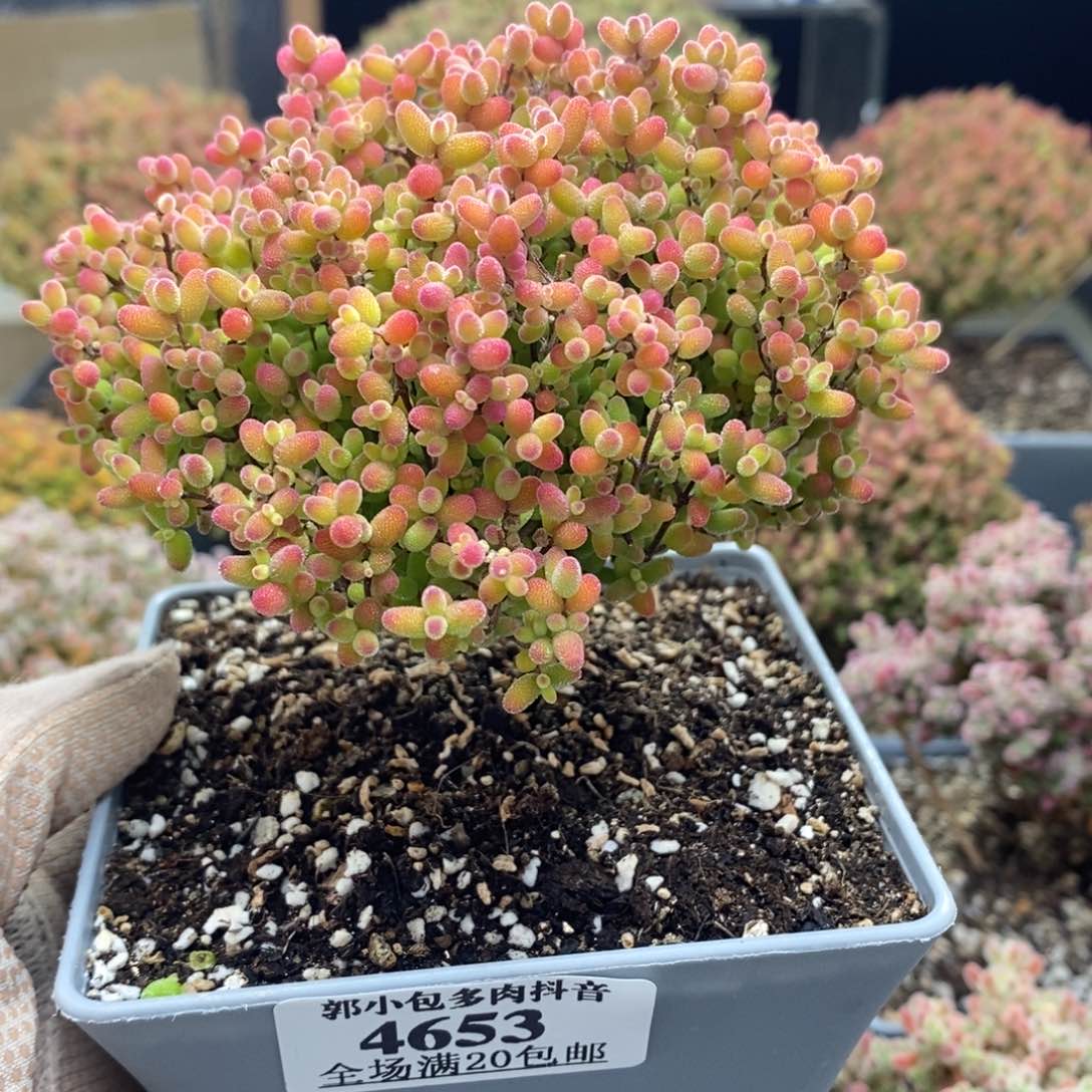 蜜橘糖球4653年后发货