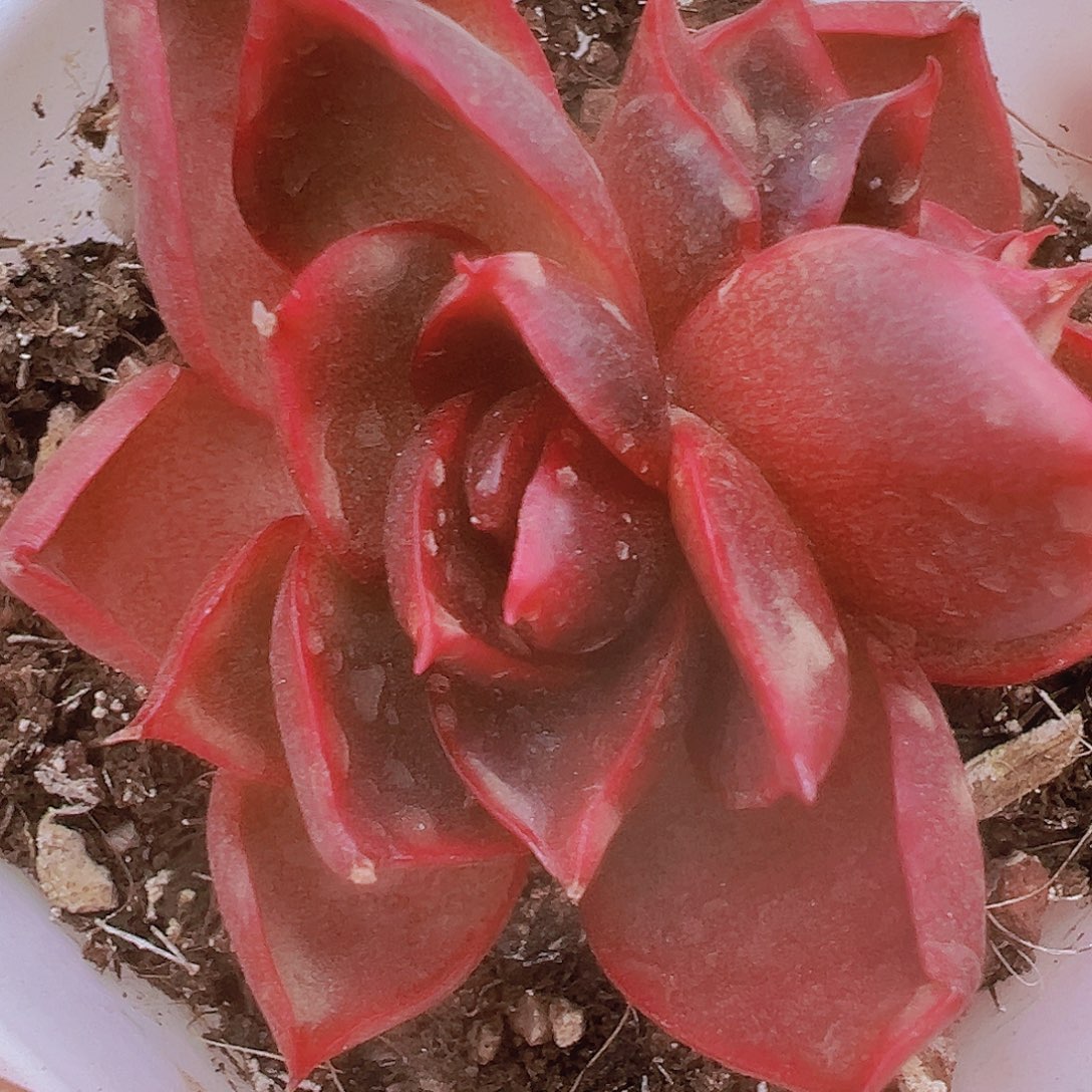 红灯双头19包邮多肉