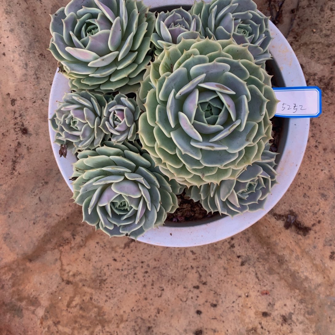 贰***月露娜莲群生多肉植物