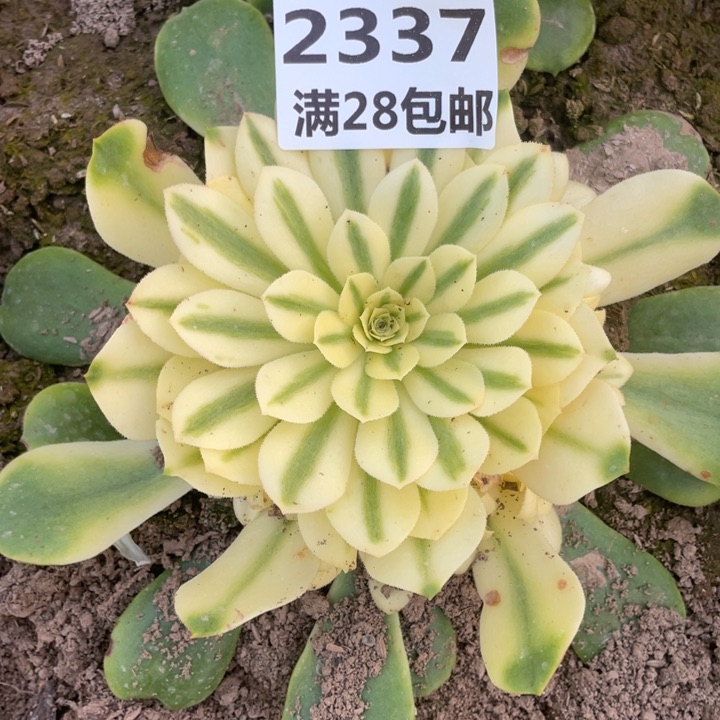 2337一号棚雪莲多肉植物M
