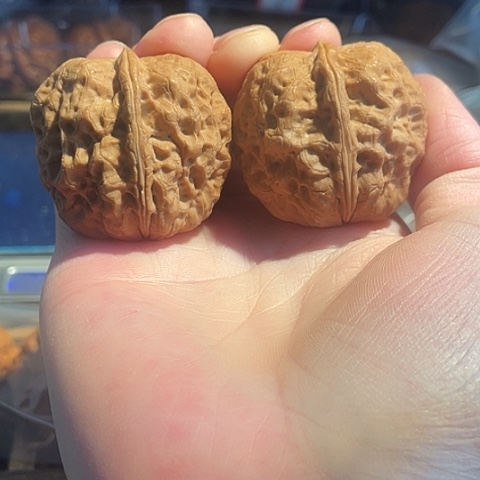 文玩核桃把件麻铁带彩40微磕尖