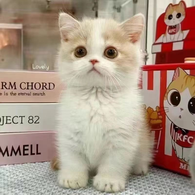 猫咪直播金渐层银渐层布偶一对一挑选