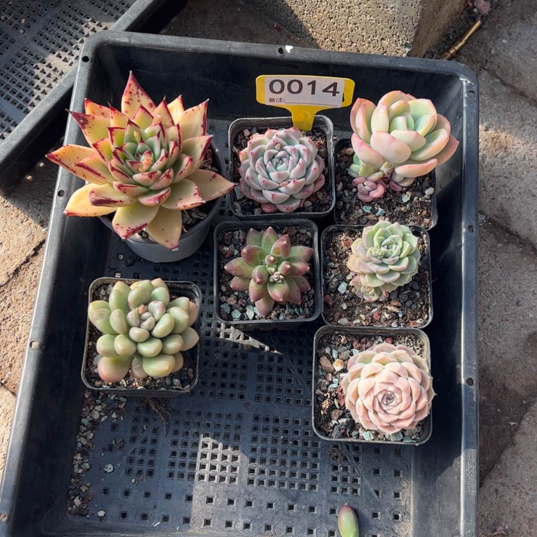 新手福利一组七棵包邮