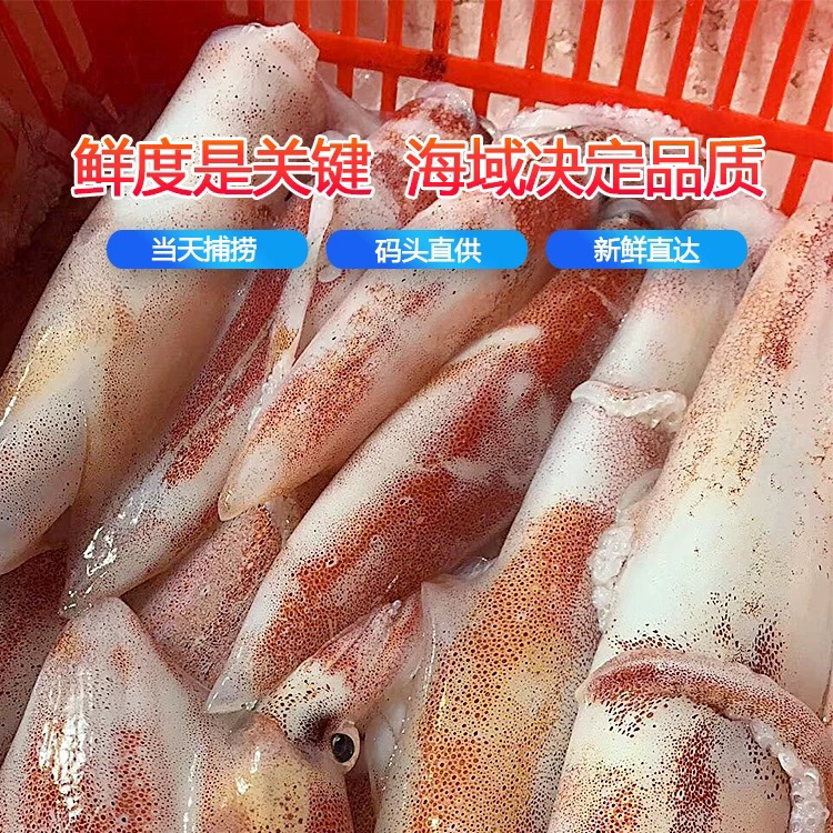 惠来神泉港海鲜小大枪乌贼章鱼海管鱿鱼一盒400克5包