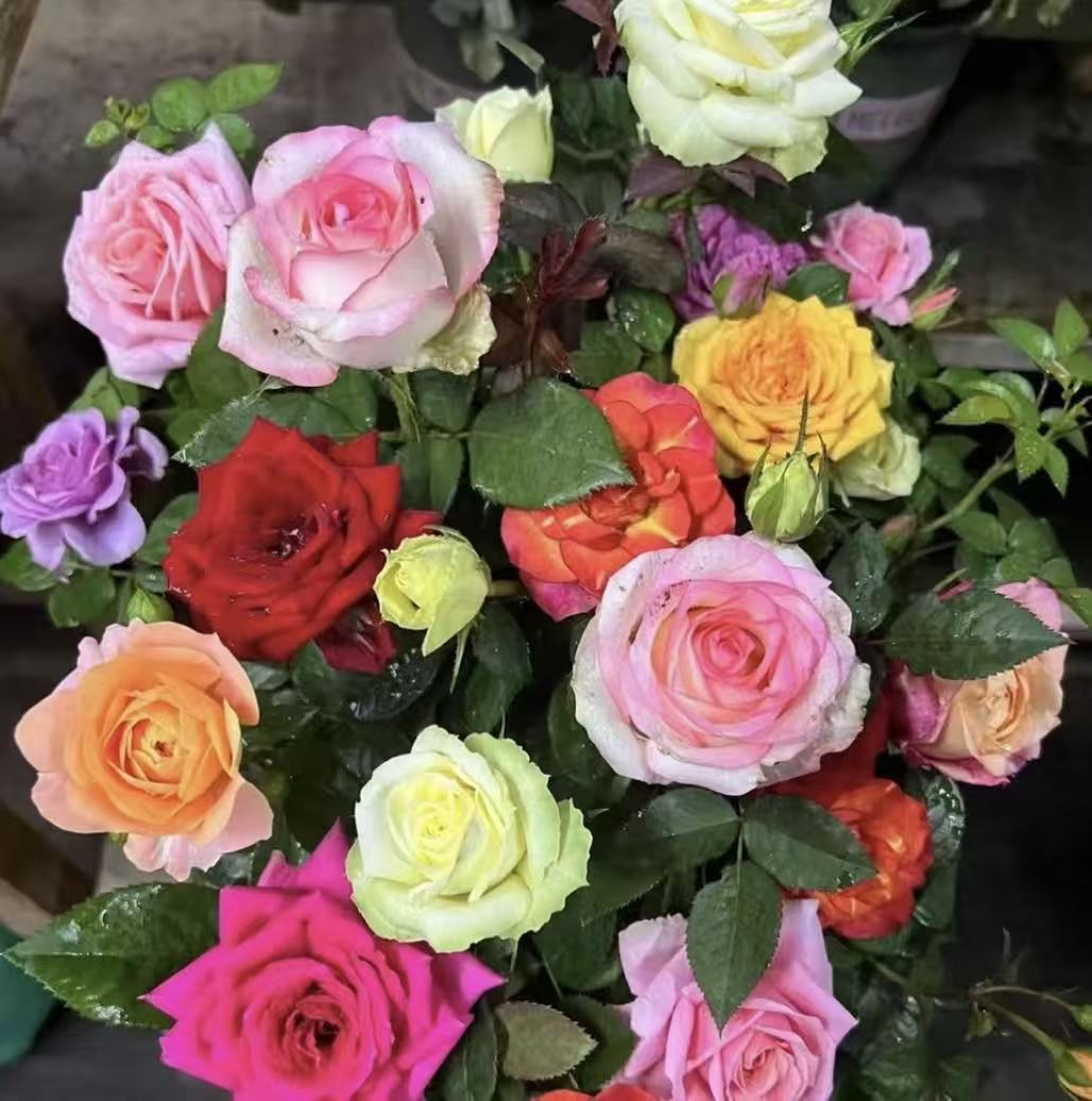 唐 【多色】阳台室内外星花怒放绿植盆栽