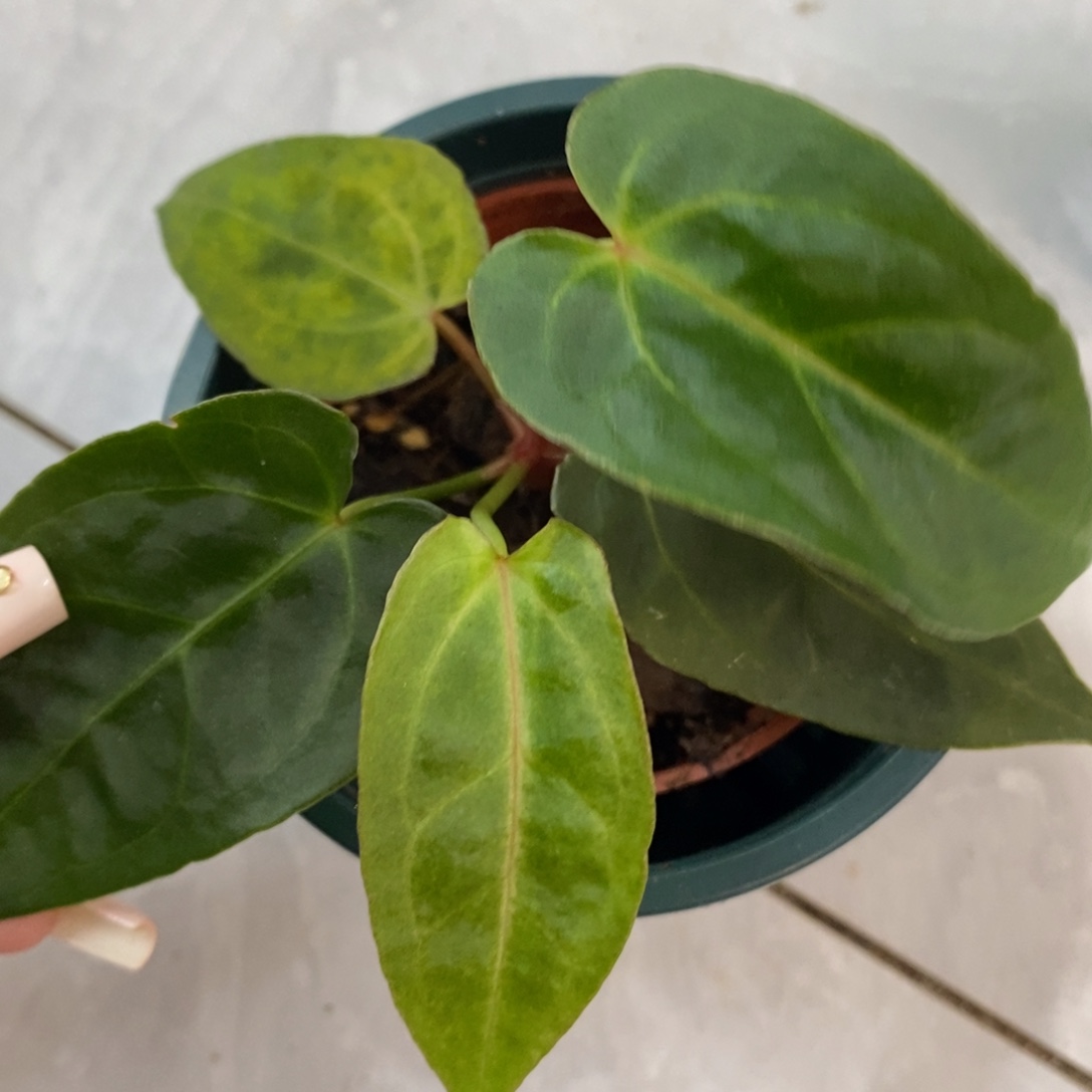 完全开放216 不知名花烛（新叶锦）