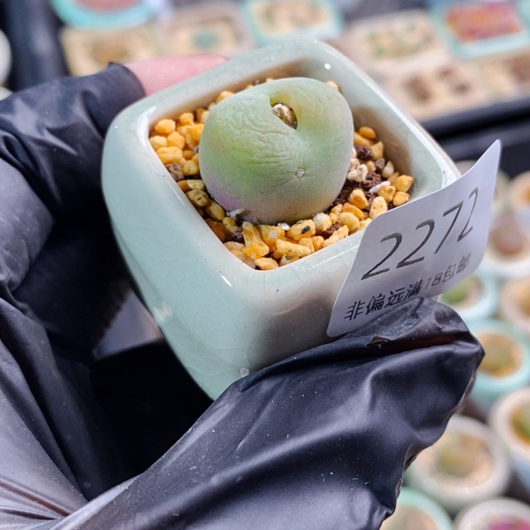 2272-一物一拍。带盆