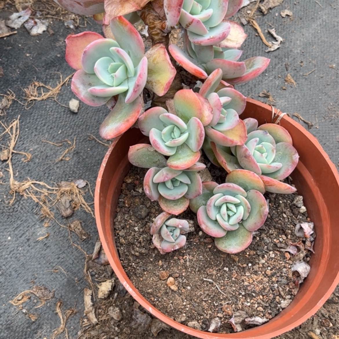 【闪购商品】无花朵用****4