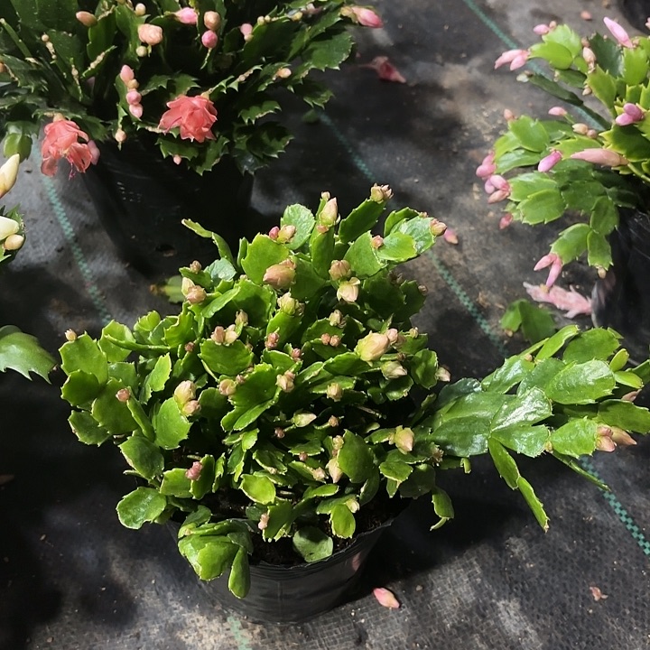 全部花苞7488-028