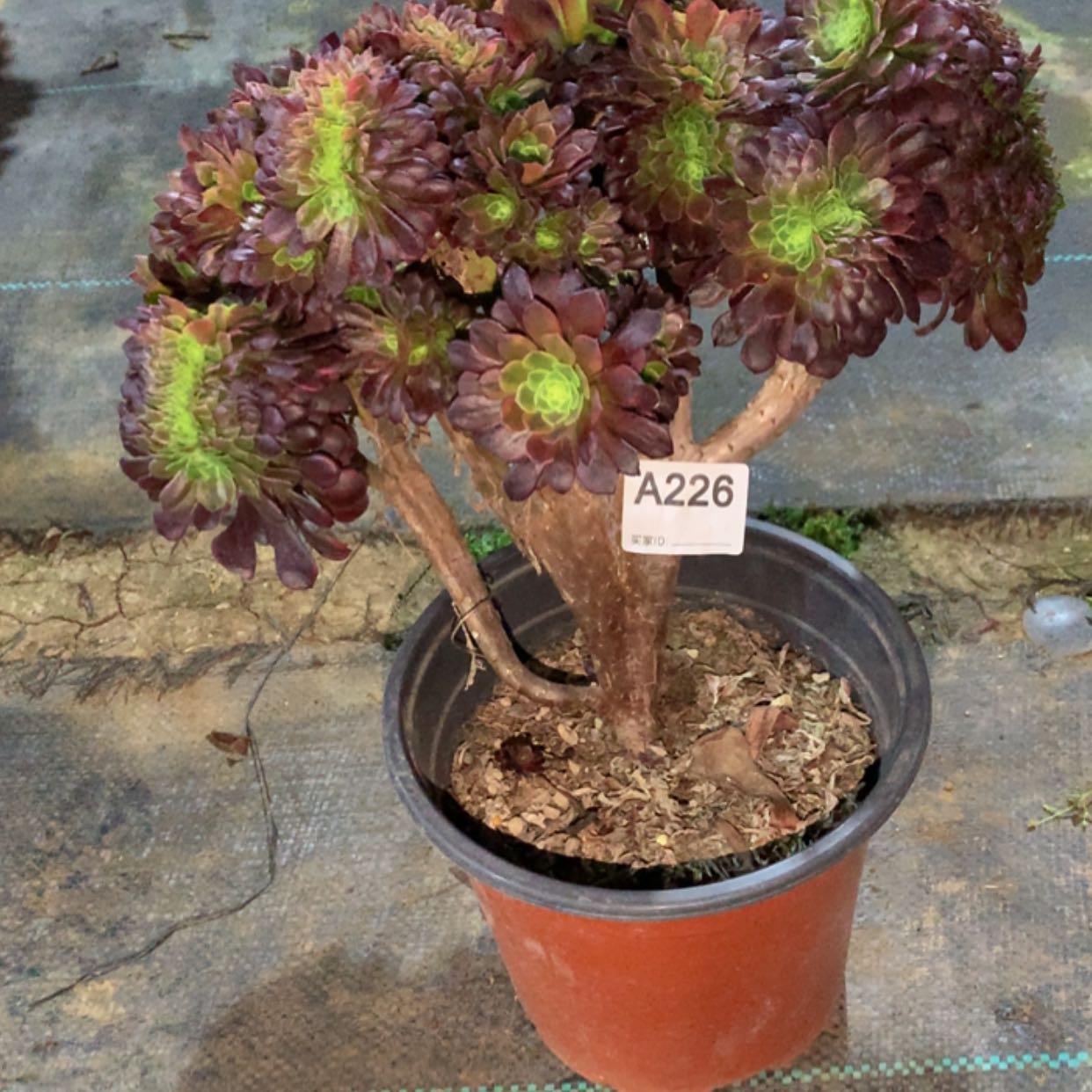 【闪购商品】226嘉年华缀