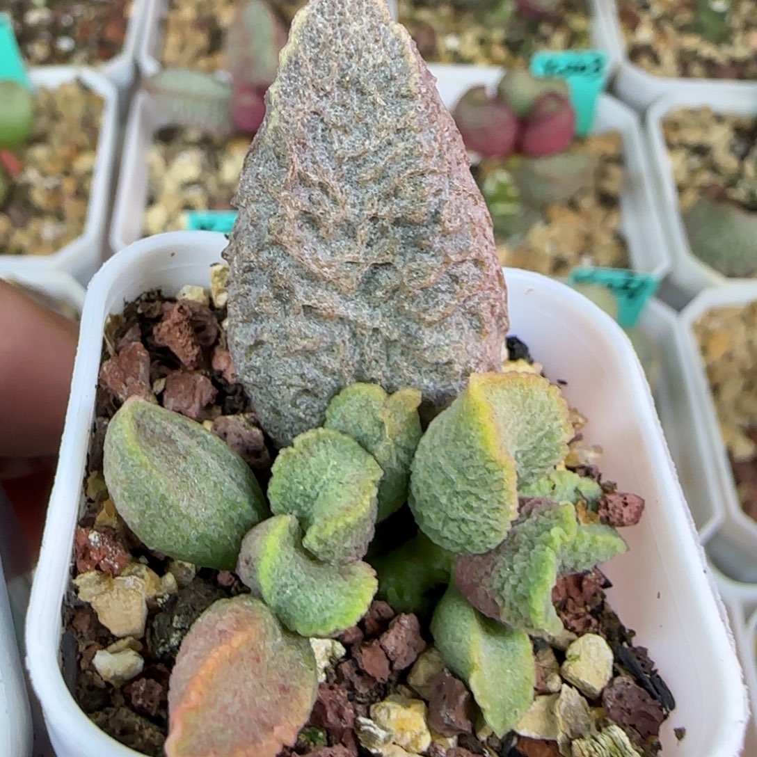 融化纹叶插，四方盆发