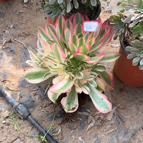 多肉植物女巫64号