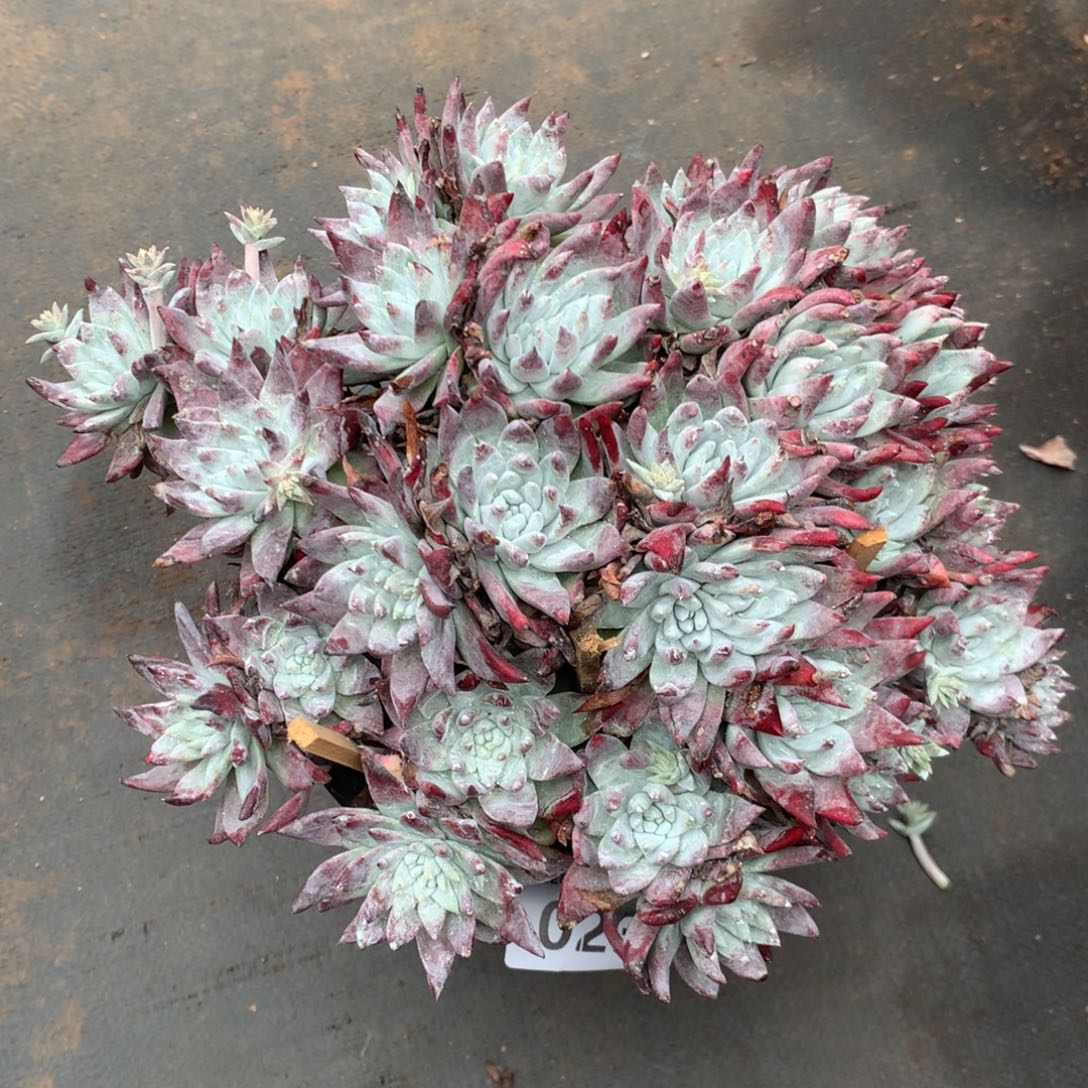 白雪，2月8日发货，新年快乐