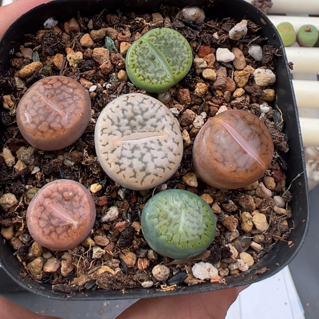 12.10好看的多肉脱土发货731