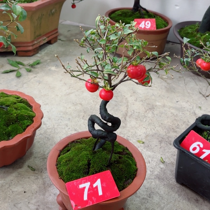 无花朵周**五金弹子盆景树