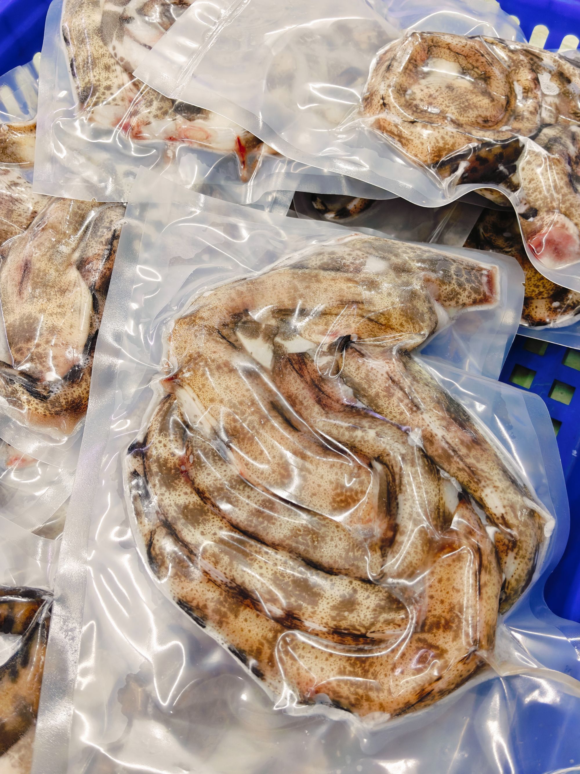 本港野生钱鳗薯鳗虎鳗真空冷链