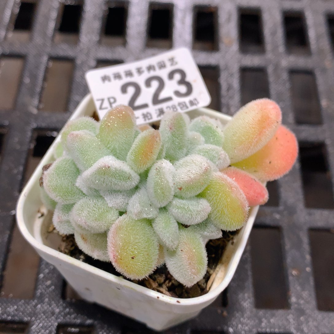 肉萌萌拇指盆精控多肉ZP223