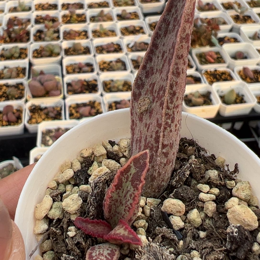 花斑多肉植物水泡母叶有干疤