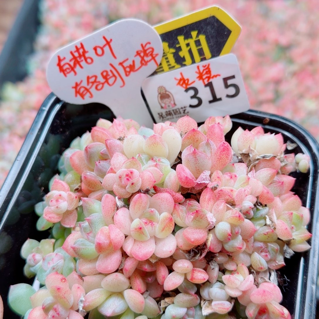 多肉植物多肉植物