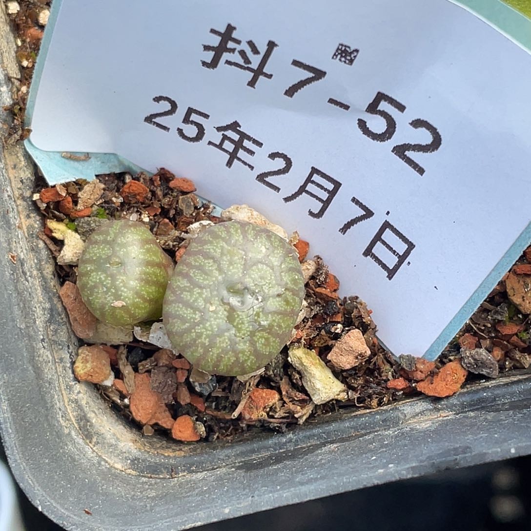 7-52送奶杂多肉植物