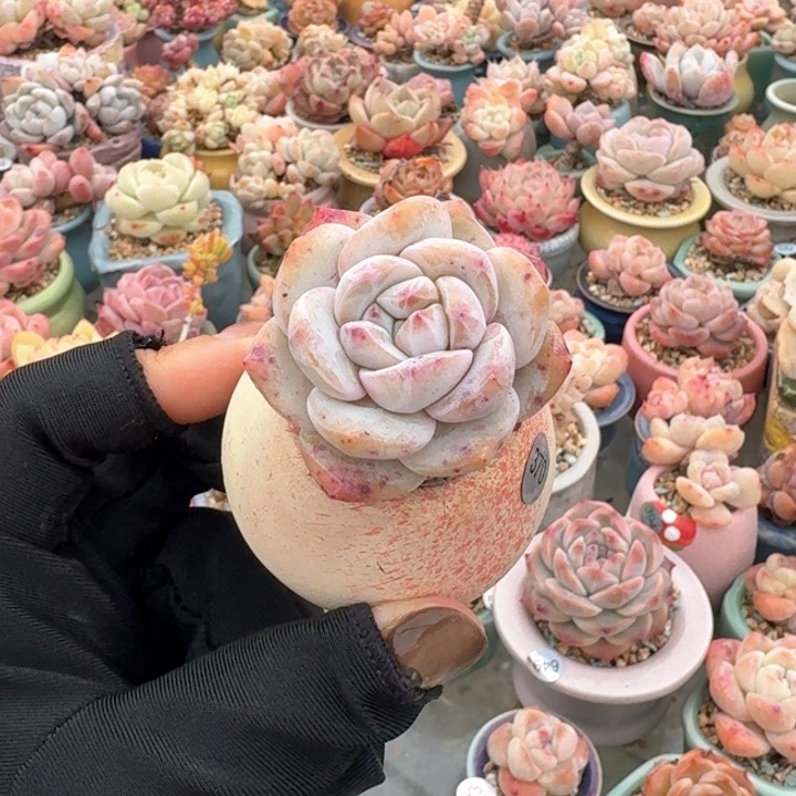 370 多肉含盆土 30元包邮 除偏远地区