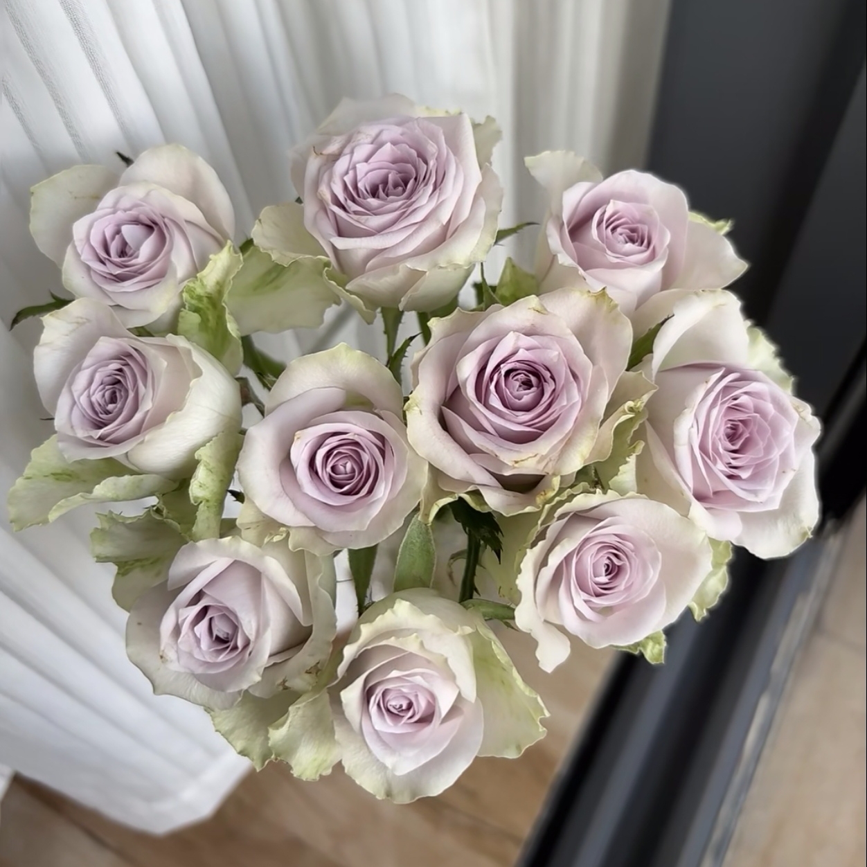 【海洋之谜独颗】切花玫瑰阳台庭院好养护抗病性强花卉绿植月季盆栽