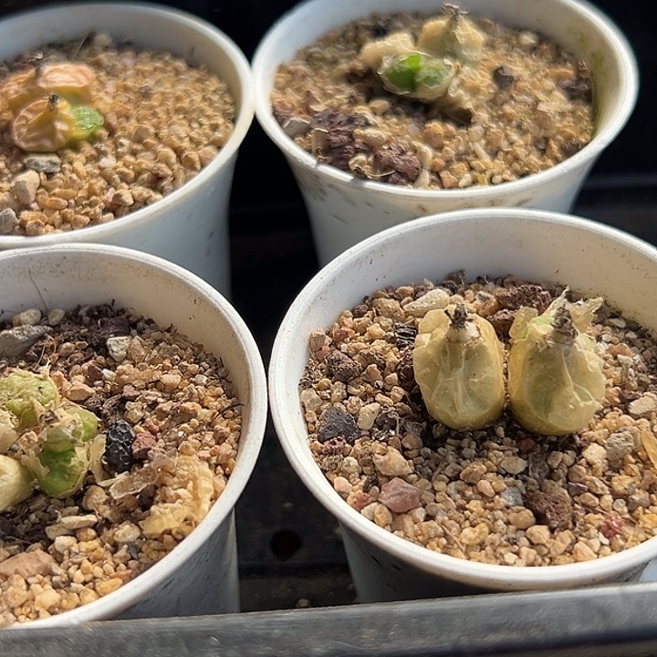 月***✨267号4盆多肉11111111