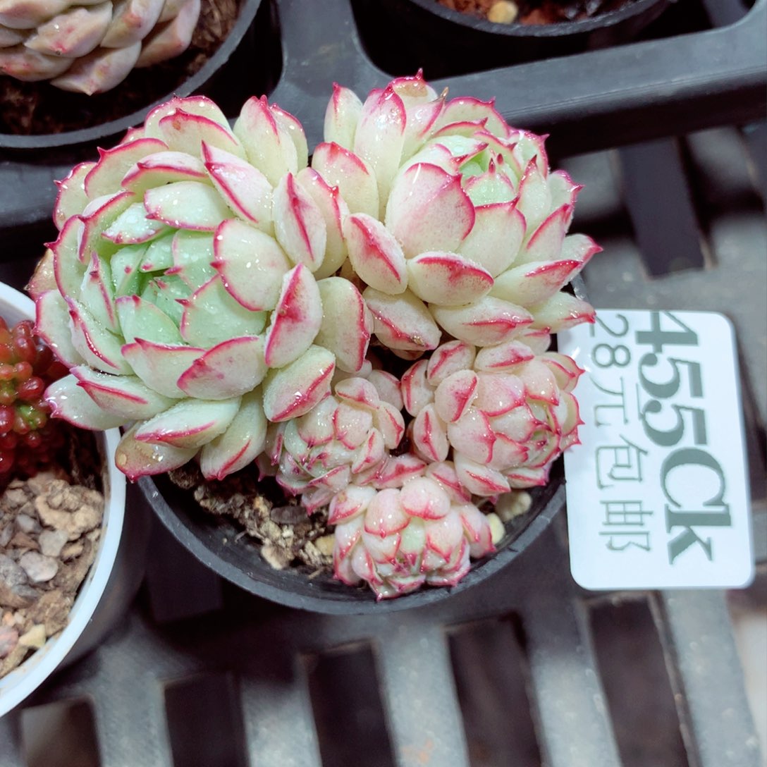 5厘米盆精控多肉455