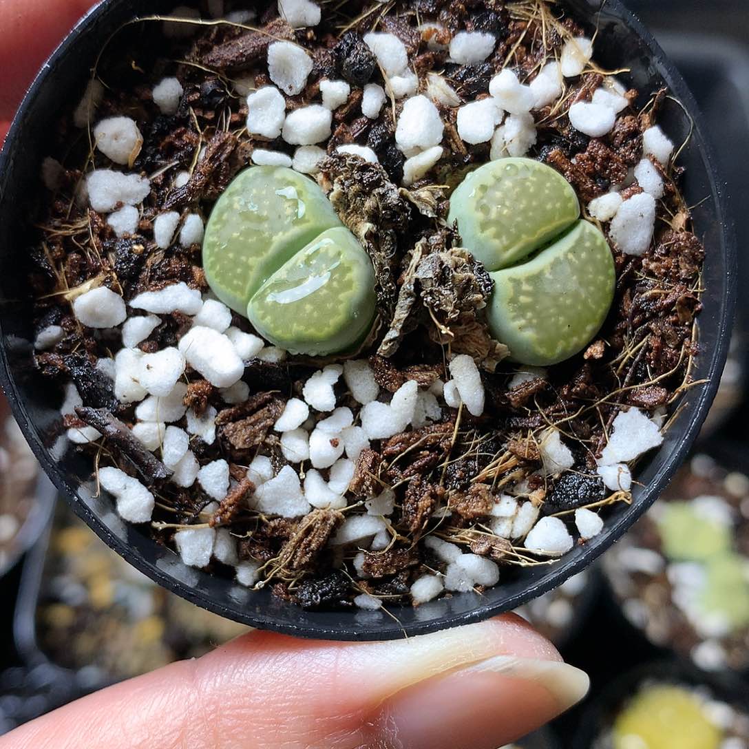 K48多肉植物保护