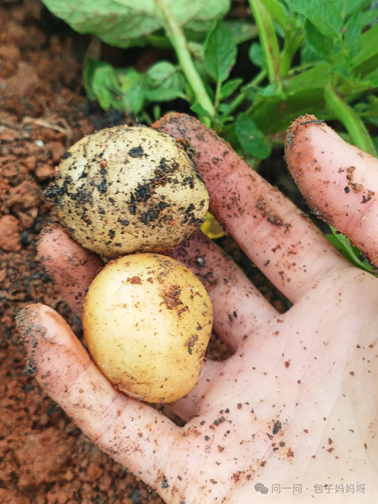 贵州高山黄心小土豆洋芋新鲜现挖粉糯香甜当季蔬菜