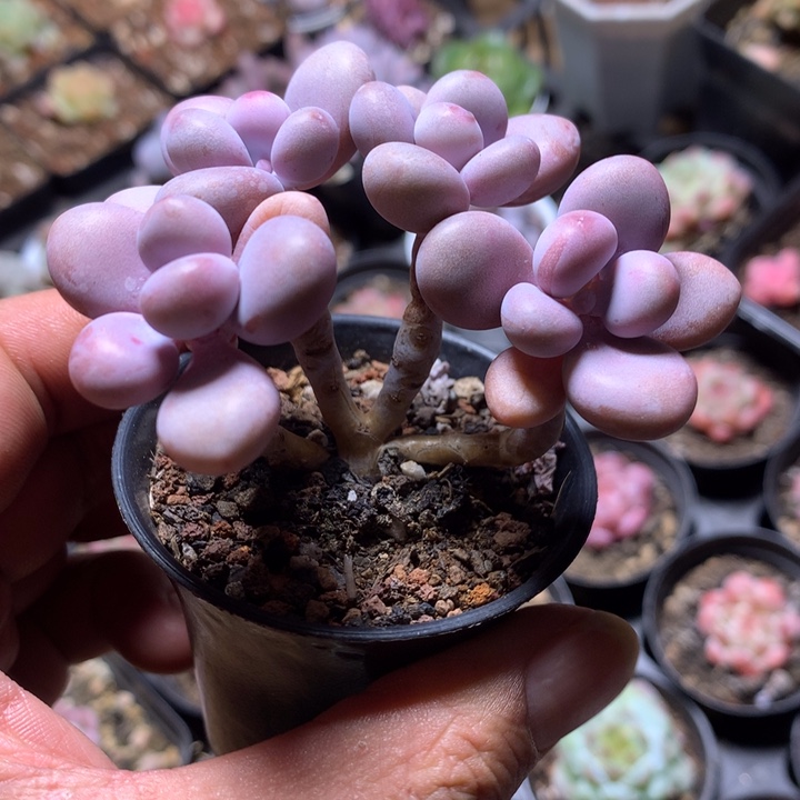小精控桃蛋一物一拍