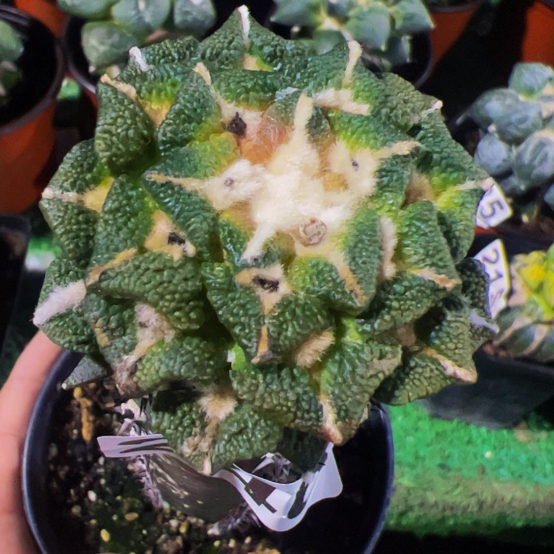 海***浪无花朵颗粒黑牡丹246