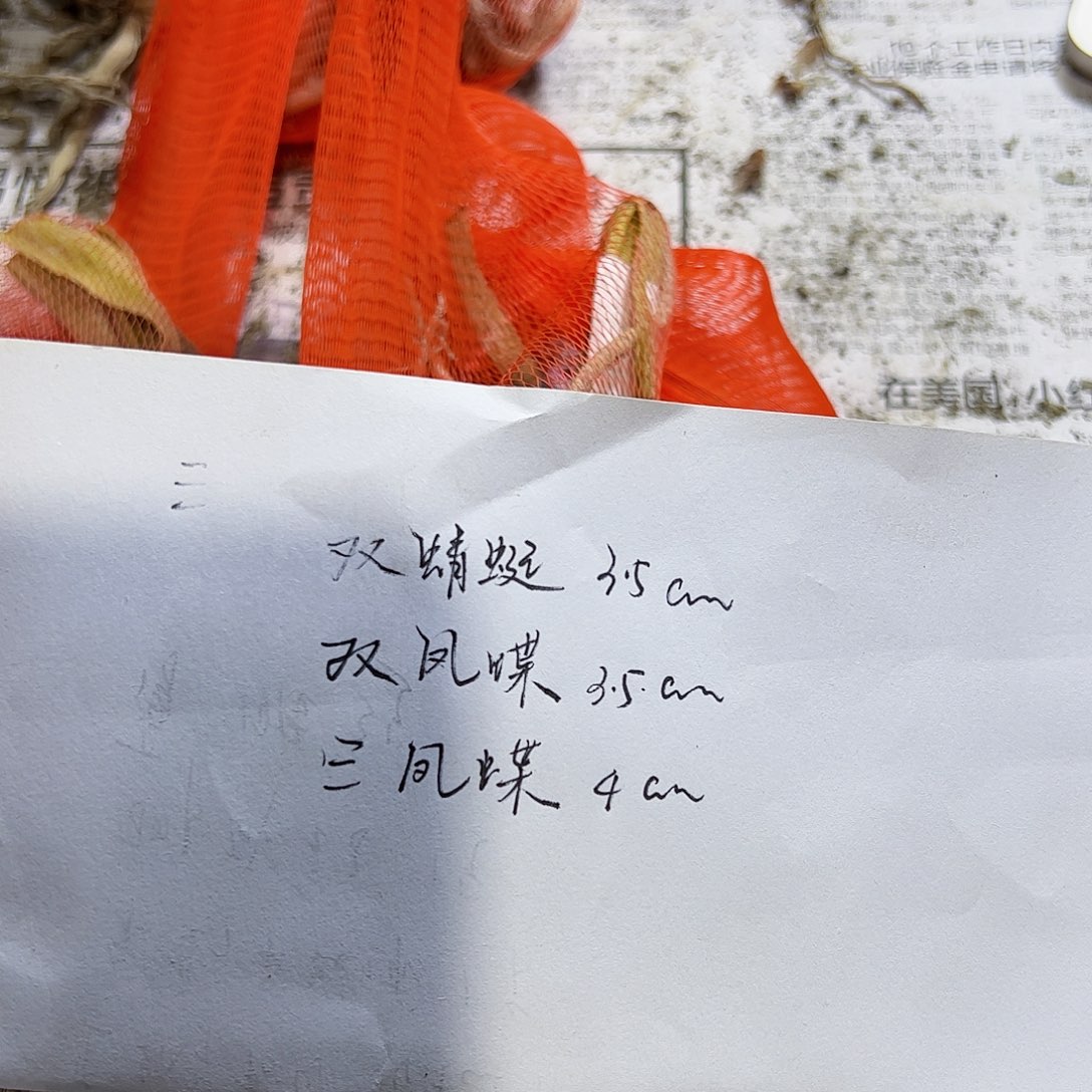 朱顶红sv三颗组合