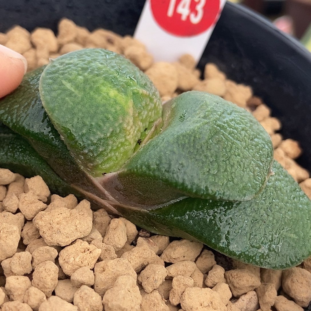 143卧牛实生锦大颗粒釉带盆发货